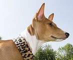 Basenji KSM Muenster 2014 (1055)